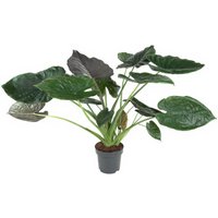 Kategorie <b>Produkt ohne Kategoriezuordnung </b> - Alocasia Wentii 19 cm Topf 80 cm Höhe