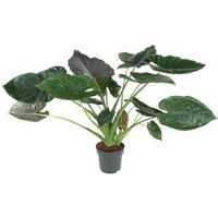 Kategorie <b>Produkt ohne Kategoriezuordnung </b> - Alocasia Wentii 24 cm Topf 90 cm Höhe