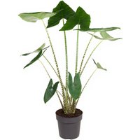 Kategorie <b>Produkt ohne Kategoriezuordnung </b> - Alocasia Zebrina 19 cm Topf 80 cm Höhe