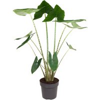 Kategorie <b>Produkt ohne Kategoriezuordnung </b> - Alocasia Zebrina 24 cm Topf 100 cm Höhe