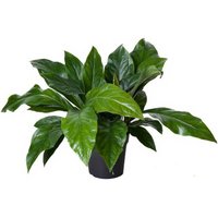 Kategorie <b>Produkt ohne Kategoriezuordnung </b> - Anthurium Jungle Bush 2pp 24 cm Topf 60 cm Höhe