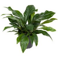Kategorie <b>Produkt ohne Kategoriezuordnung </b> - Anthurium Jungle Bush 3pp 30 cm Topf 70 cm Höhe