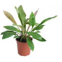 Kategorie <b>Produkt ohne Kategoriezuordnung </b> - Anthurium Jungle King 2pp 24 cm Topf 60 cm Höhe