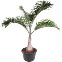 Kategorie <b>Produkt ohne Kategoriezuordnung </b> - Areca Langenicauls 65 cm Topf 180 cm Höhe