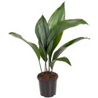 Kategorie <b>Produkt ohne Kategoriezuordnung </b> - Aspidistra Elatior 7 blättrig 13 cm Topf 50 cm Höhe