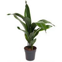 Kategorie <b>Produkt ohne Kategoriezuordnung </b> - Aspidistra Elatior 12 blättrig 19 cm Topf 80 cm Höhe