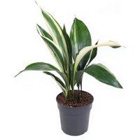 Kategorie <b>Produkt ohne Kategoriezuordnung </b> - Aspidistra Elatior Variegata 12 blättrig 19 cm Topf 80 cm Höhe