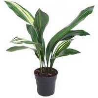 Kategorie <b>Produkt ohne Kategoriezuordnung </b> - Aspidistra Elatior Variegata 9 blättrig 15 cm Topf 60 cm Höhe