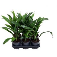 Kategorie <b>Produkt ohne Kategoriezuordnung </b> - Aspidistra Milky Way 7 blättrig 13 cm Topf 50 cm Höhe