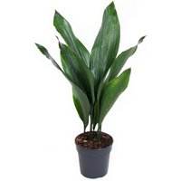 Kategorie <b>Produkt ohne Kategoriezuordnung </b> - Aspidistra Milky Way 10 blättrig 17 cm Topf 70 cm Höhe