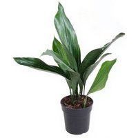 Kategorie <b>Produkt ohne Kategoriezuordnung </b> - Aspidistra Milky Way 9 blättrig 15 cm Topf 60 cm Höhe