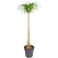 Kategorie <b>Produkt ohne Kategoriezuordnung </b> - Beaucarnea Stamm 3ft 30 cm Topf 140 cm Höhe