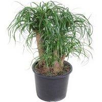 Kategorie <b>Produkt ohne Kategoriezuordnung </b> - Beaucarnea verzweigt 1,5ft 27 cm Topf 80 cm Höhe