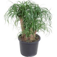 Kategorie <b>Produkt ohne Kategoriezuordnung </b> - Beaucarnea verzweigt 1,5ft 32 cm Topf 90 cm Höhe