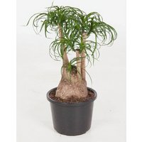 Kategorie <b>Produkt ohne Kategoriezuordnung </b> - Beaucarnea verzweigt 1ft 21 cm Topf 60 cm Höhe