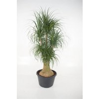 Kategorie <b>Produkt ohne Kategoriezuordnung </b> - Beaucarnea verzweigt 3ft 44 cm Topf 140 cm Höhe
