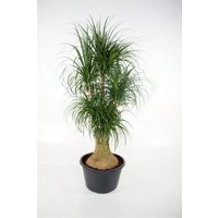Kategorie <b>Produkt ohne Kategoriezuordnung </b> - Beaucarnea verzweigt 3ft 60 cm Topf 150 cm Höhe