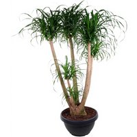 Kategorie <b>Produkt ohne Kategoriezuordnung </b> - Beaucarnea verzweigt 4ft 41 cm Topf 160 cm Höhe