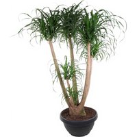 Kategorie <b>Produkt ohne Kategoriezuordnung </b> - Beaucarnea verzweigt 4ft 55 cm Topf 170 cm Höhe