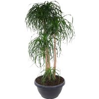 Kategorie <b>Produkt ohne Kategoriezuordnung </b> - Beaucarnea verzweigt 5ft 55 cm Topf 210 cm Höhe