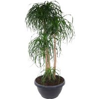 Kategorie <b>Produkt ohne Kategoriezuordnung </b> - Beaucarnea verzweigt 5ft 60 cm Topf 220 cm Höhe