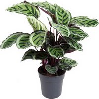 Kategorie <b>Produkt ohne Kategoriezuordnung </b> - Calathea Angela 27 cm Topf 80 cm Höhe