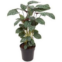 Kategorie <b>Produkt ohne Kategoriezuordnung </b> - Calathea Green Flag 19 cm Topf 80 cm Höhe