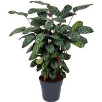 Kategorie <b>Produkt ohne Kategoriezuordnung </b> - Calathea Green Flag 27 cm Topf 110 cm Höhe