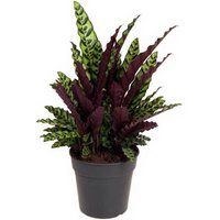 Kategorie <b>Produkt ohne Kategoriezuordnung </b> - Calathea Lancifolia 27 cm Topf 70 cm Höhe