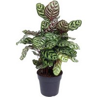 Kategorie <b>Produkt ohne Kategoriezuordnung </b> - Calathea Makoyana 27 cm Topf 80 cm Höhe