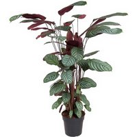 Kategorie <b>Produkt ohne Kategoriezuordnung </b> - Calathea Oppenheimiana 27 cm Topf 130 cm Höhe