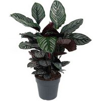 Kategorie <b>Produkt ohne Kategoriezuordnung </b> - Calathea Ornata 27 cm Topf 80 cm Höhe