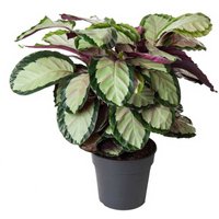 Kategorie <b>Produkt ohne Kategoriezuordnung </b> - Calathea Roseopicta 'Silvia' 27 cm Topf 80 cm Höhe