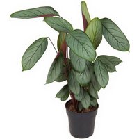 Kategorie <b>Produkt ohne Kategoriezuordnung </b> - Calathea Silverstar 27 cm Topf 130 cm Höhe