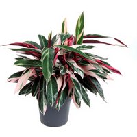 Kategorie <b>Produkt ohne Kategoriezuordnung </b> - Calathea Triostar 24 cm Topf 70 cm Höhe