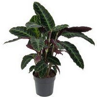 Kategorie <b>Produkt ohne Kategoriezuordnung </b> - Calathea Warscewiczii 19 cm Topf 70 cm Höhe