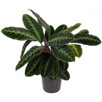 Kategorie <b>Produkt ohne Kategoriezuordnung </b> - Calathea Warscewiczii 24 cm Topf 70 cm Höhe