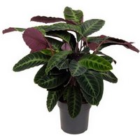 Kategorie <b>Produkt ohne Kategoriezuordnung </b> - Calathea Warscewiczii 27 cm Topf 80 cm Höhe