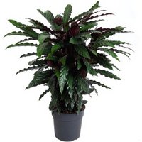 Kategorie <b>Produkt ohne Kategoriezuordnung </b> - Calathea Wavestar 19 cm Topf 70 cm Höhe