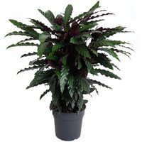 Kategorie <b>Produkt ohne Kategoriezuordnung </b> - Calathea Wavestar 27 cm Topf 100 cm Höhe