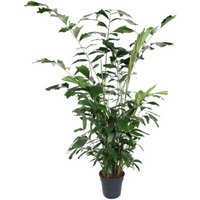 Kategorie <b>Produkt ohne Kategoriezuordnung </b> - Caryota Mitis 24 cm Topf 120 cm Höhe