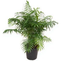 Kategorie <b>Produkt ohne Kategoriezuordnung </b> - Chamaedorea Elegans 19 cm Topf 70 cm Höhe