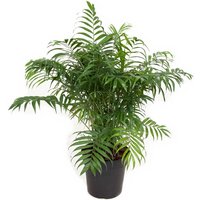 Kategorie <b>Produkt ohne Kategoriezuordnung </b> - Chamaedorea Elegans 21 cm Topf 80 cm Höhe