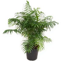 Kategorie <b>Produkt ohne Kategoriezuordnung </b> - Chamaedorea Elegans 27 cm Topf 100 cm Höhe