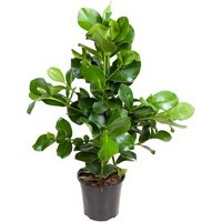 Kategorie <b>Produkt ohne Kategoriezuordnung </b> - Clusia Rosea 3pp 24 cm Topf 110 cm Höhe