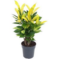 Kategorie <b>Produkt ohne Kategoriezuordnung </b> - Codiaeum Brazilia 21 cm Topf 70 cm Höhe