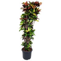 Kategorie <b>Produkt ohne Kategoriezuordnung </b> - Codiaeum Iceton 27 cm Topf 110 cm Höhe