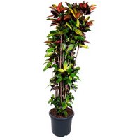 Kategorie <b>Produkt ohne Kategoriezuordnung </b> - Codiaeum Iceton 31 cm Topf 150 cm Höhe