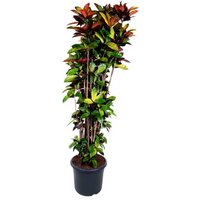 Kategorie <b>Produkt ohne Kategoriezuordnung </b> - Codiaeum Iceton 40 cm Topf 190 cm Höhe