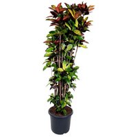 Kategorie <b>Produkt ohne Kategoriezuordnung </b> - Codiaeum Iceton 48 cm Topf 230 cm Höhe